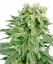 Sensi Seeds Cannabis Seeds Double Gum Regular von White Label, 10 Stk.
