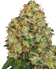 Sensi Seeds Cannabis Seeds Sweet Tangerine Tango Automatic Feminized by White Label, 3-10 db