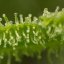 Silent Seeds Cannabis Seeds Lemon Tree Fast By Lemon Tree Feminized