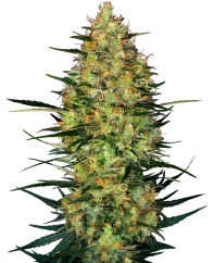 Sensi Seeds Cannabis Seeds Caramellow Kush Automatic Feminized, 3-10 kpl
