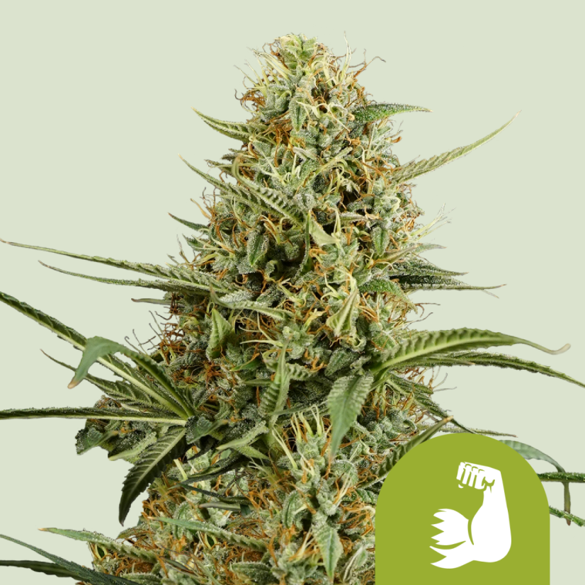 Royal Queen Seeds Semi di Cannabis Hulkberry Auto