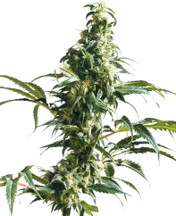 Sensi Seeds Cannabis Seeds Mexican Sativa® Regular, 10 Stk.