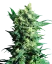 Sensi Seeds Cannabis Shiva Shanti II® Regular, 10 Stk.
