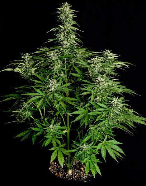 Royal Queen Seeds Cannabisfrön Hyperion F1 Auto