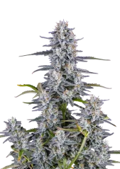Fast Buds Kanepiseemned Super Boof Autoflowering