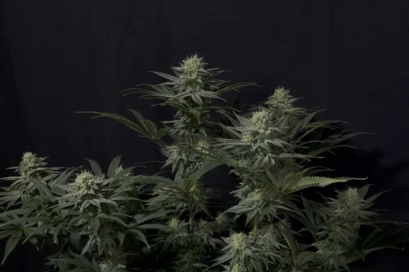 Fast Buds Cannabis Seeds GG4 Sherbet FF
