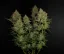 Fast Buds Cannabis Seeds Lemon AK Auto