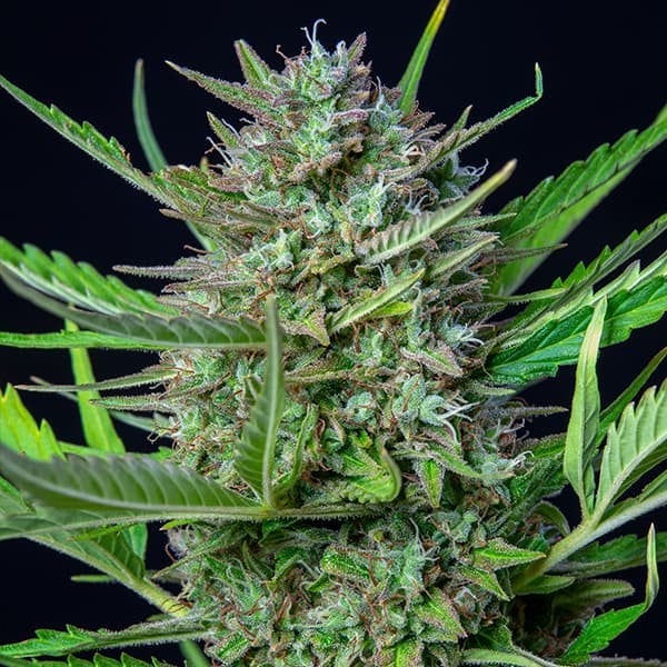 Royal Queen Seeds Cannabis Seeds Mimosa Auto
