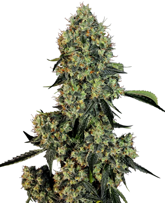 Феминизирани семена от канабис Sensi Seeds OG Kush от White Label, 3-10 бр.