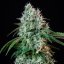 Royal Queen Seeds Kaņepju Sēklas HulkBerry Feminized