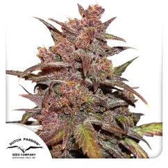 Dutch Passion Cannabis Seeds CBD Auto Blackberry Kush® Autoflowering