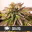 Blimburn Seeds Cannabis Seeds Gelato Feminized