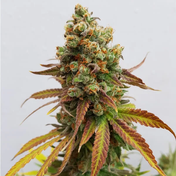 Феминизирани семена от канабис Royal Queen Seeds Special Queen #1