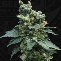 T.H.Seeds™ Cannabis Seeds S.A.G.E.™'n Sour, διάφορα πακέτα, κανονικοί