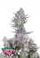 Fast Buds Cannabis Seeds Wedding Glue Auto