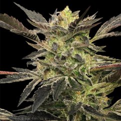 Silent Seeds Cannabis Seeds Pink Sunset Auto Von Sherbinskis