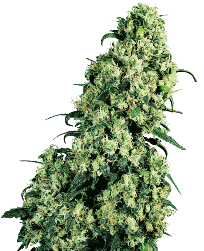 Sensi Seeds Cannabis Skunk #1® Regular, 10 Stk.