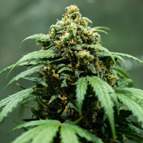 Royal Queen Seeds Cannabisfrön Royal Dwarf Auto