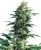 Sensi Seeds Cannabis Seeds Mother's Finest® Regular, 10 Stk.