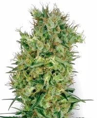 Sensi Seeds Cannabis Seeds Cali Orange Bud Regular by White Label, 10 kpl