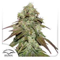 Dutch Passion Kannabiksen siemenet CBD Mazar Feminized