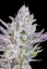 Fast Buds Cannabis Seeds Wedding Glue Auto