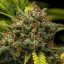 Royal Queen Seeds Cannabis Seeds Sweet Skunk Auto