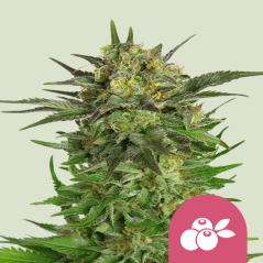 Semințe de Cannabis Royal Queen Seeds Haze Berry Feminized