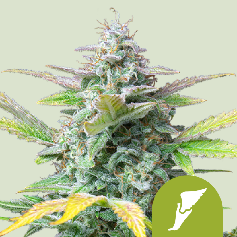 Royal Queen Seeds Graines de Cannabis Quick One Auto
