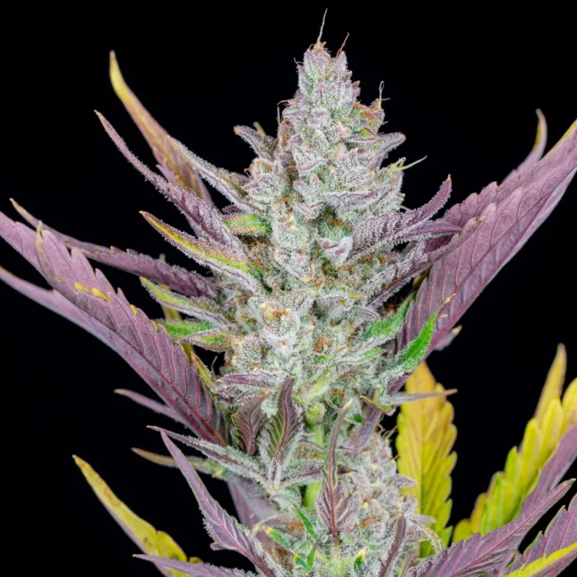Fast Buds Cannabis Seeds Wedding Glue Auto