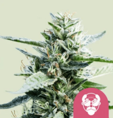 Royal Queen Seeds Cannabis Seeds Grandaddy Purple Nőiesített