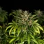Royal Queen Seeds Cannabis Seeds Green Gelato Auto