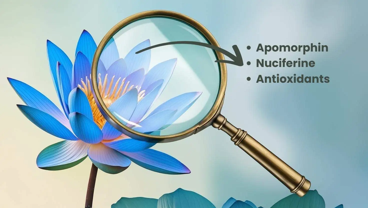 Blue lotus under the magnifying glass: contains apomorphine, nuciferin and antioxidants