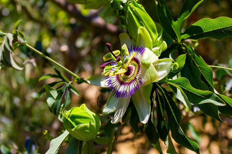 Krásná Passiflora caerulea známá také jako mučenka
