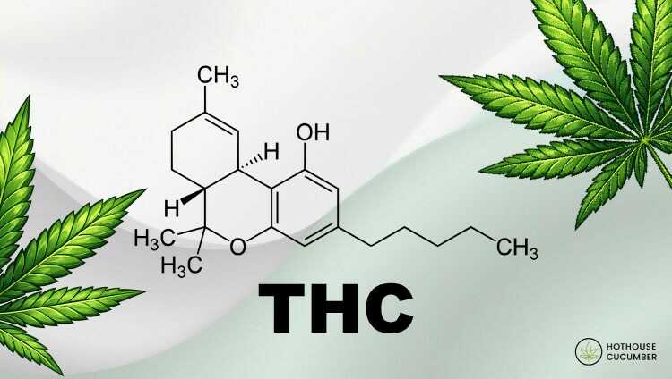Chemical formula of THC, cannabis leaves on the sides, HotHouse Cucumber logo at the bottom right