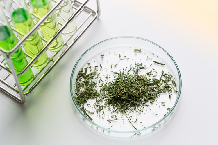 Cannabispulver, cannabisanalys i labbet